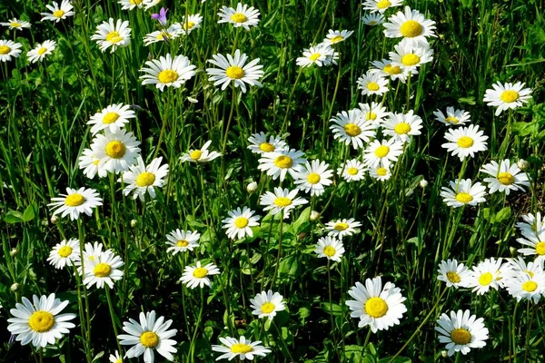 Beautiful Summer Flower Meadow White Flowers Daisy Flowers Symphyotrichum Ericoides — Stock Photo, Image