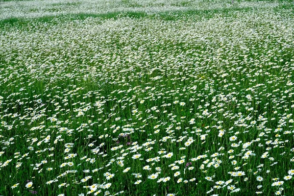 Beautiful summer flower meadow with white flowers,Daisy flowers. Symphyotrichum ericoides (syn. Aster ericoides), known as white heath aster, white aster or heath aster. White meadow flower background