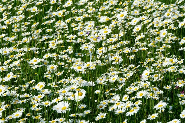 Beautiful Summer Flower Meadow White Flowers Daisy Flowers Symphyotrichum Ericoides — Stock Photo, Image