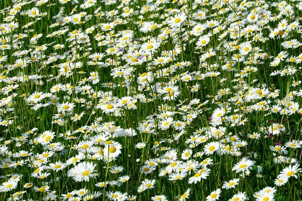 Belle Prairie Fleurs Été Avec Des Fleurs Blanches Fleurs Marguerite — Photo