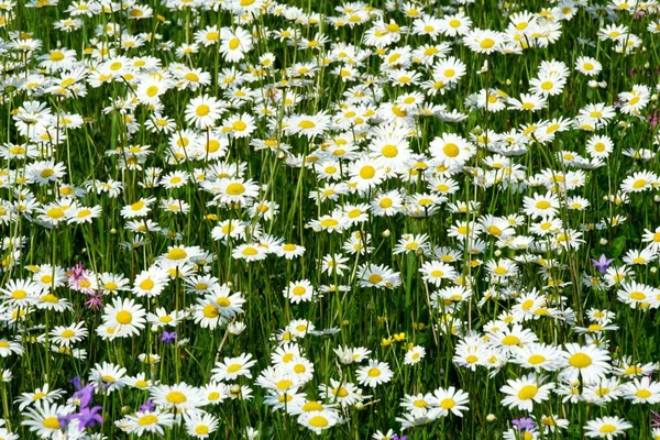 Bonito Prado Flores Verão Com Flores Brancas Flores Daisy Symphyotrichum — Fotografia de Stock