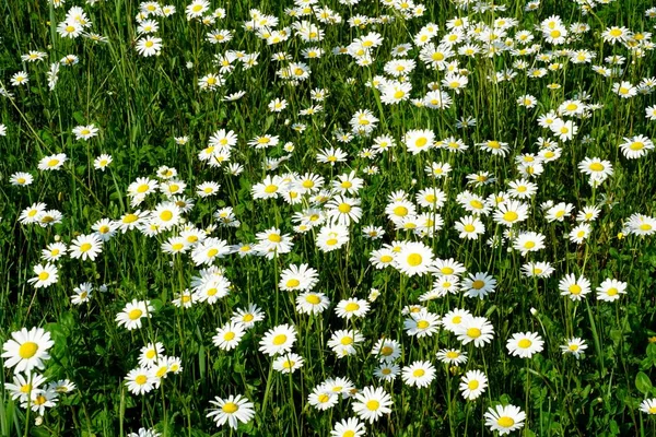 Bonito Prado Flores Verão Com Flores Brancas Flores Daisy Symphyotrichum — Fotografia de Stock