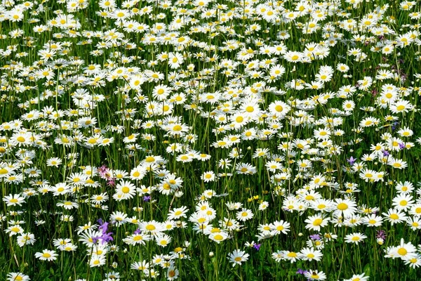 Όμορφο Καλοκαίρι Λιβάδι Λουλουδιών Λευκά Λουλούδια Μαργαρίτα Λουλούδια Συμφωνιότρικα Ερικοειδείς — Φωτογραφία Αρχείου