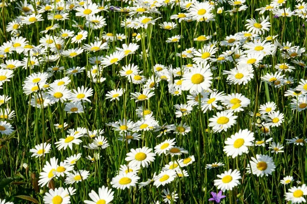 Beautiful summer flower meadow with white flowers,Daisy flowers. Symphyotrichum ericoides (syn. Aster ericoides), known as white heath aster, white aster or heath aster. White meadow flower background