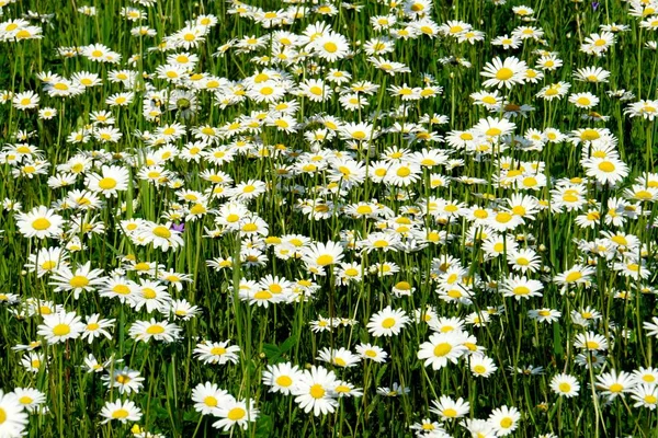 Beautiful Summer Flower Meadow White Flowers Daisy Flowers Symphyotrichum Ericoides — Stock Photo, Image