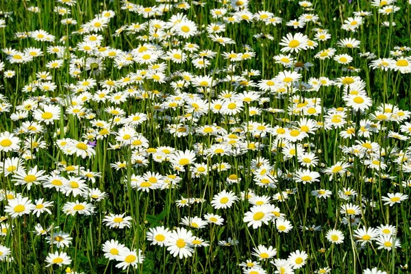 Stock image Beautiful summer flower meadow with white flowers,Daisy flowers. Symphyotrichum ericoides (syn. Aster ericoides), known as white heath aster, white aster or heath aster. White meadow flower background                               