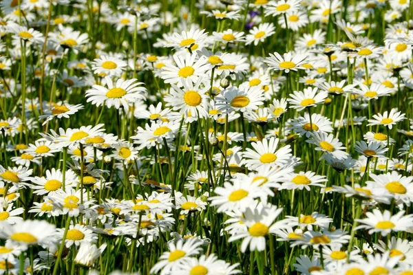 Beautiful summer flower meadow with white flowers,Daisy flowers. Symphyotrichum ericoides (syn. Aster ericoides), known as white heath aster, white aster or heath aster. White meadow flower background