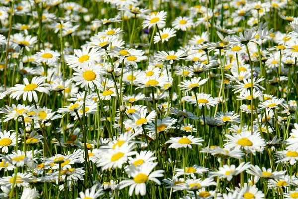 Beautiful Summer Flower Meadow White Flowers Daisy Flowers Symphyotrichum Ericoides — Stock Photo, Image