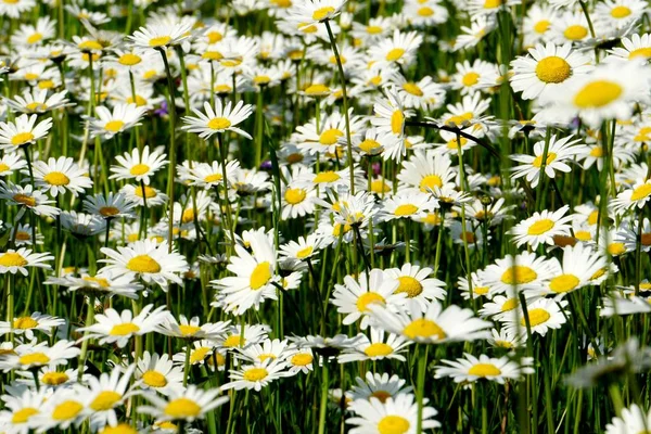 Beautiful summer flower meadow with white flowers,Daisy flowers. Symphyotrichum ericoides (syn. Aster ericoides), known as white heath aster, white aster or heath aster. White meadow flower background