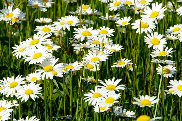 Beautiful summer flower meadow with white flowers,Daisy flowers. Symphyotrichum ericoides (syn. Aster ericoides), known as white heath aster, white aster or heath aster. White meadow flower background