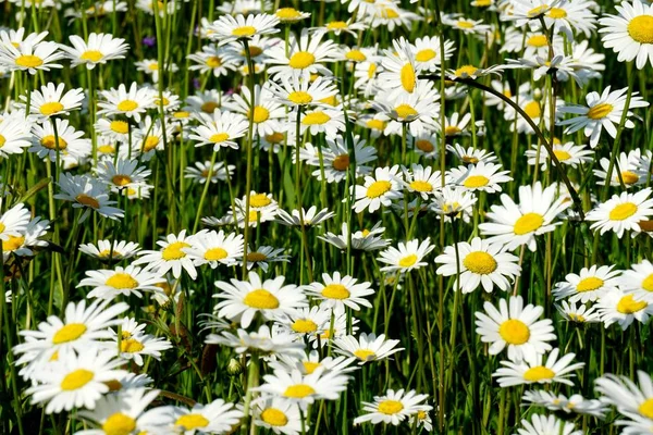 Bonito Prado Flores Verão Com Flores Brancas Flores Daisy Symphyotrichum — Fotografia de Stock