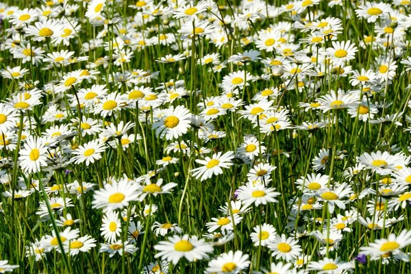 Bonito Prado Flores Verão Com Flores Brancas Flores Daisy Symphyotrichum — Fotografia de Stock