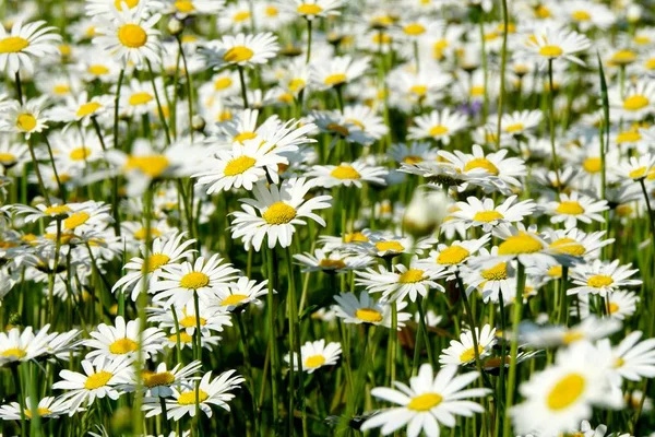 Beautiful summer flower meadow with white flowers,Daisy flowers. Symphyotrichum ericoides (syn. Aster ericoides), known as white heath aster, white aster or heath aster. White meadow flower background