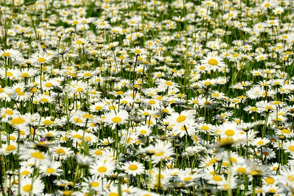 Beautiful summer flower meadow with white flowers,Daisy flowers. Symphyotrichum ericoides (syn. Aster ericoides), known as white heath aster, white aster or heath aster. White meadow flower background