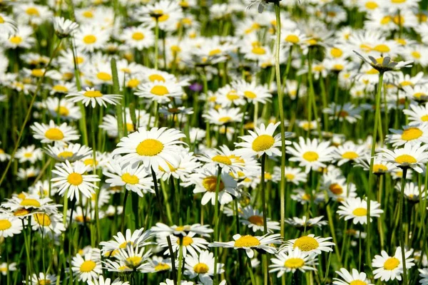 Bonito Prado Flores Verão Com Flores Brancas Flores Daisy Symphyotrichum — Fotografia de Stock