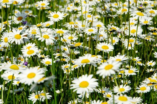 Beautiful summer flower meadow with white flowers,Daisy flowers. Symphyotrichum ericoides (syn. Aster ericoides), known as white heath aster, white aster or heath aster. White meadow flower background