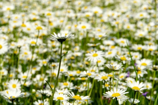 Piękny Letni Kwiat Łąka Białymi Kwiatami Stokrotki Kwiatów Symphyotrichum Ericoides — Zdjęcie stockowe