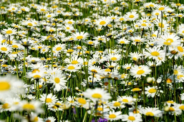 Beautiful Summer Flower Meadow White Flowers Daisy Flowers Symphyotrichum Ericoides — Stock Photo, Image