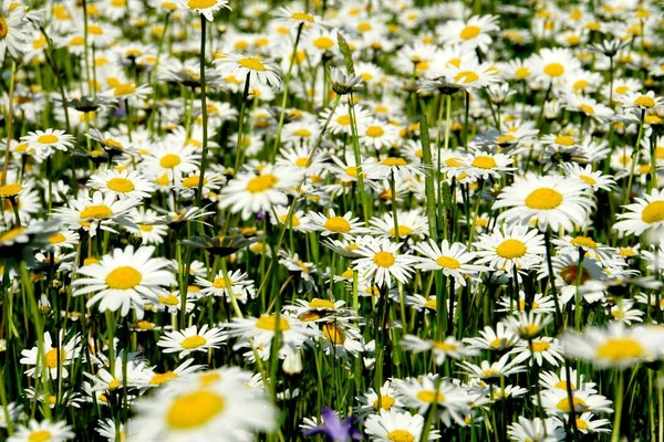 Beautiful Summer Flower Meadow White Flowers Daisy Flowers Symphyotrichum Ericoides — Stock Photo, Image