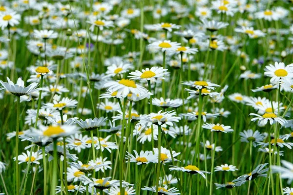 Bonito Prado Flores Verão Com Flores Brancas Flores Daisy Symphyotrichum — Fotografia de Stock