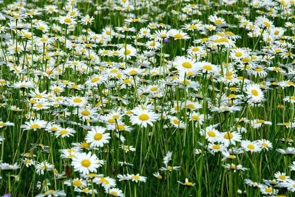 Beautiful summer flower meadow with white flowers,Daisy flowers. Symphyotrichum ericoides (syn. Aster ericoides), known as white heath aster, white aster or heath aster. White meadow flower background