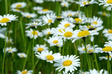 Beyaz çiçekler, Papatya çiçekleri ile güzel yaz çiçek çayır. Symphyotrichum ericoides (syn. Aster ericoides), beyaz fundalık asster, beyaz aster veya fundalık aster olarak bilinir. Beyaz çayır çiçek arka plan                      