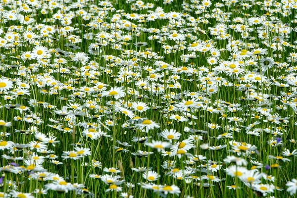 Beautiful summer flower meadow with white flowers,Daisy flowers. Symphyotrichum ericoides (syn. Aster ericoides), known as white heath aster, white aster or heath aster. White meadow flower background