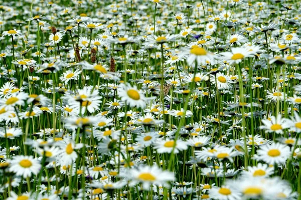 Beautiful Summer Flower Meadow White Flowers Daisy Flowers Symphyotrichum Ericoides — Stock Photo, Image