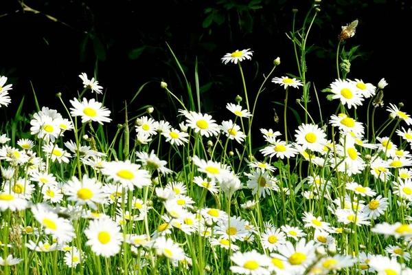 Beautiful summer flower meadow with white flowers,Daisy flowers. Symphyotrichum ericoides (syn. Aster ericoides), known as white heath aster, white aster or heath aster. White meadow flower background