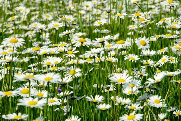 Beautiful Summer Flower Meadow White Flowers Daisy Flowers Symphyotrichum Ericoides — Stock Photo, Image