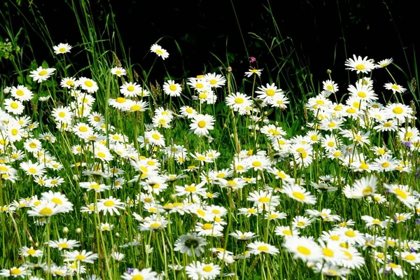 Schöne Sommerblumenwiese Mit Weißen Blüten Gänseblümchen Symphyotrichum Ericoides Syn Aster — Stockfoto