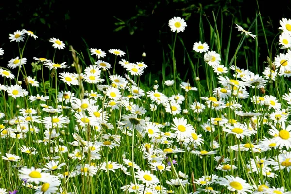 Όμορφο Καλοκαίρι Λιβάδι Λουλουδιών Λευκά Λουλούδια Μαργαρίτα Λουλούδια Συμφωνιότρικα Ερικοειδείς — Φωτογραφία Αρχείου
