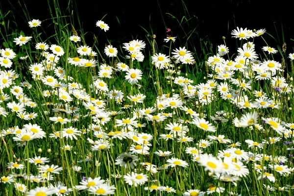 Beautiful summer flower meadow with white flowers,Daisy flowers. Symphyotrichum ericoides (syn. Aster ericoides), known as white heath aster, white aster or heath aster. White meadow flower background