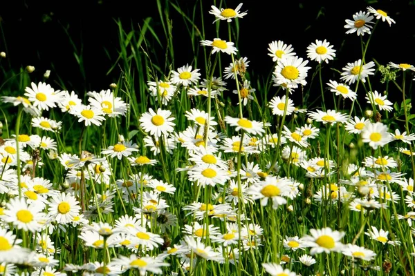 Beautiful summer flower meadow with white flowers,Daisy flowers. Symphyotrichum ericoides (syn. Aster ericoides), known as white heath aster, white aster or heath aster. White meadow flower background