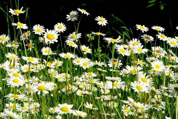 Beautiful summer flower meadow with white flowers,Daisy flowers. Symphyotrichum ericoides (syn. Aster ericoides), known as white heath aster, white aster or heath aster. White meadow flower background