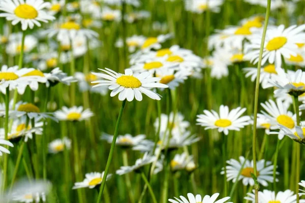 Schöne Sommerblumenwiese Mit Weißen Blüten Gänseblümchen Symphyotrichum Ericoides Syn Aster — Stockfoto