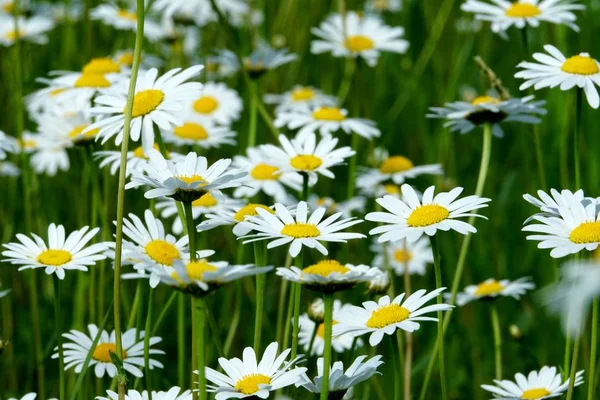 Beautiful Summer Flower Meadow White Flowers Daisy Flowers Symphyotrichum Ericoides — Stock Photo, Image