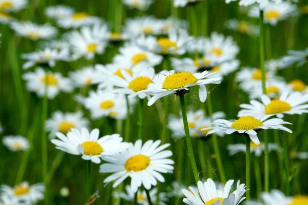 Schöne Sommerblumenwiese Mit Weißen Blüten Gänseblümchen Symphyotrichum Ericoides Syn Aster — Stockfoto