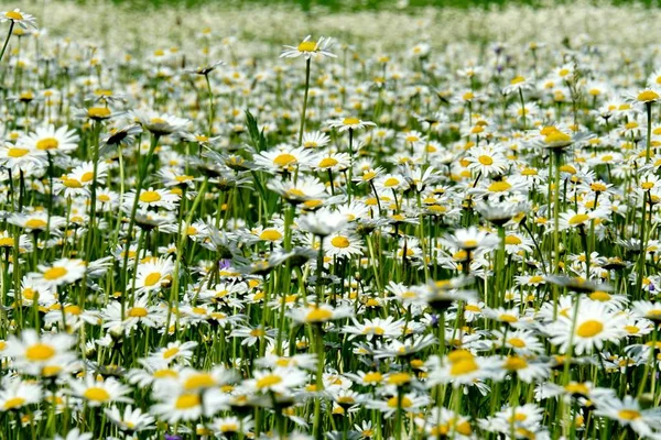 Beautiful summer flower meadow with white flowers,Daisy flowers. Symphyotrichum ericoides (syn. Aster ericoides), known as white heath aster, white aster or heath aster. White meadow flower background