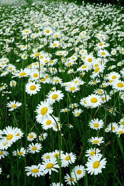 Beautiful summer flower meadow with white flowers,Daisy flowers. Symphyotrichum ericoides (syn. Aster ericoides), known as white heath aster, white aster or heath aster. White meadow flower background