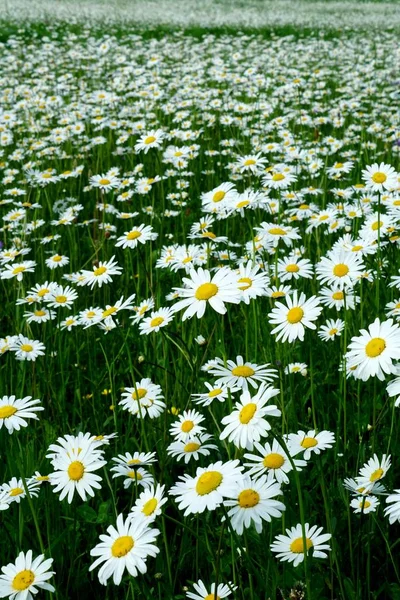 Beautiful summer flower meadow with white flowers,Daisy flowers. Symphyotrichum ericoides (syn. Aster ericoides), known as white heath aster, white aster or heath aster. White meadow flower background