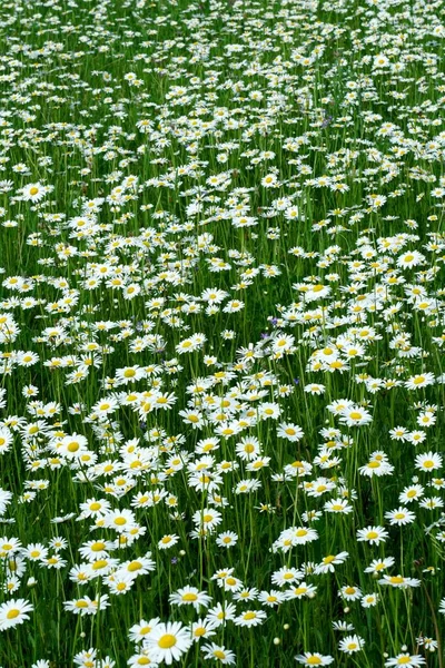 Beautiful summer flower meadow with white flowers,Daisy flowers. Symphyotrichum ericoides (syn. Aster ericoides), known as white heath aster, white aster or heath aster. White meadow flower background