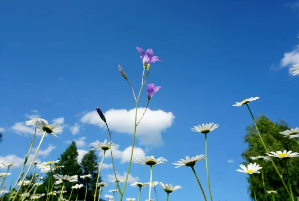 Piękna Łąka Kwiat Lato Białymi Kwiatami Stokrotki Kwiatów Błękitne Niebo — Zdjęcie stockowe