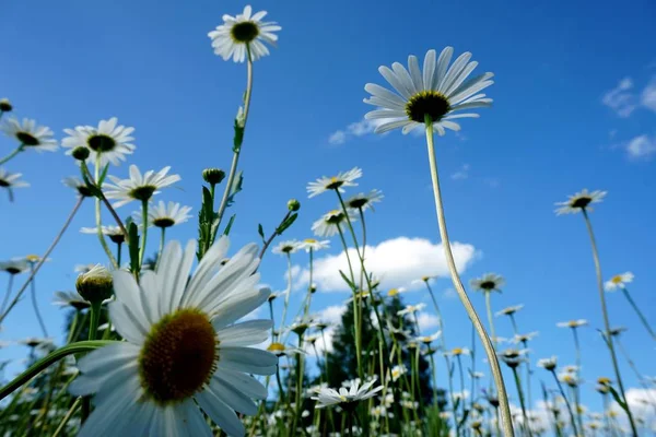 Schöne Sommerblumenwiese Mit Weißen Blüten Gänseblümchen Blauen Himmel Symphyotrichum Ericoides — Stockfoto