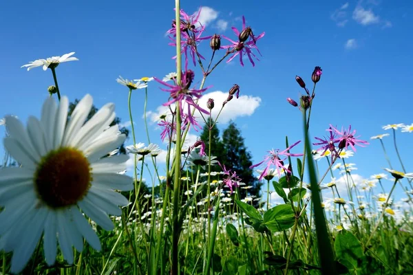 Schöne Sommerblumenwiese Mit Weißen Blüten Gänseblümchen Blauen Himmel Symphyotrichum Ericoides — Stockfoto