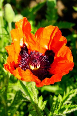 Güneşli bir yaz gününde bahçede kırmızı haşhaş çiçek Closeup      
