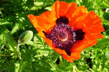 Güneşli bir yaz gününde bahçede kırmızı haşhaş çiçek Closeup                