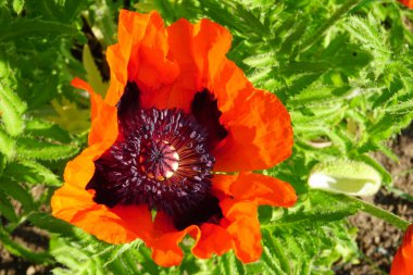 Güneşli bir yaz gününde bahçede kırmızı haşhaş çiçek Closeup                
