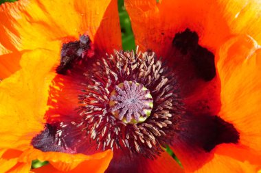 Güneşli bir yaz gününde bahçede kırmızı haşhaş çiçek Closeup                