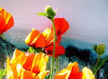 Kartpostallar ve tebrik kartları için benekli renkli arka plan üzerinde güzel bir kırmızı haşhaş yakın çekim         